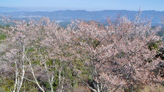 吉野の桜　奥千本